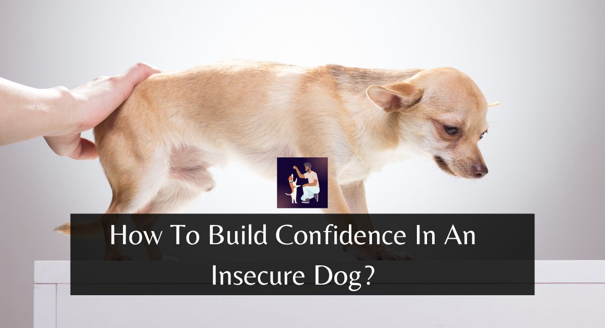 How To Build Confidence In An Insecure Dog?