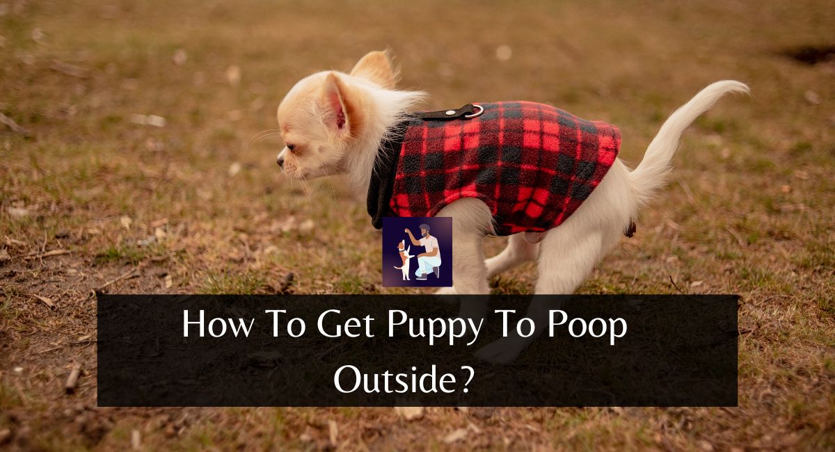 How To Get Puppy To Poop Outside?