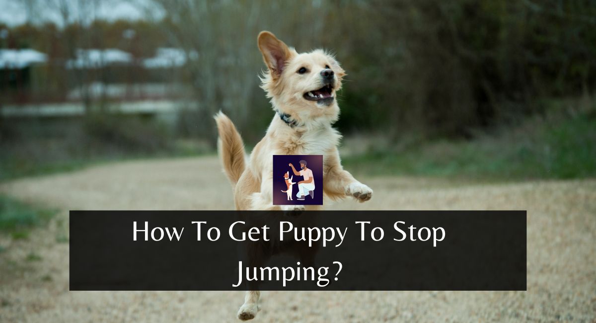 How To Get Puppy To Stop Jumping?