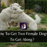 How To Get Two Female Dogs To Get Along?