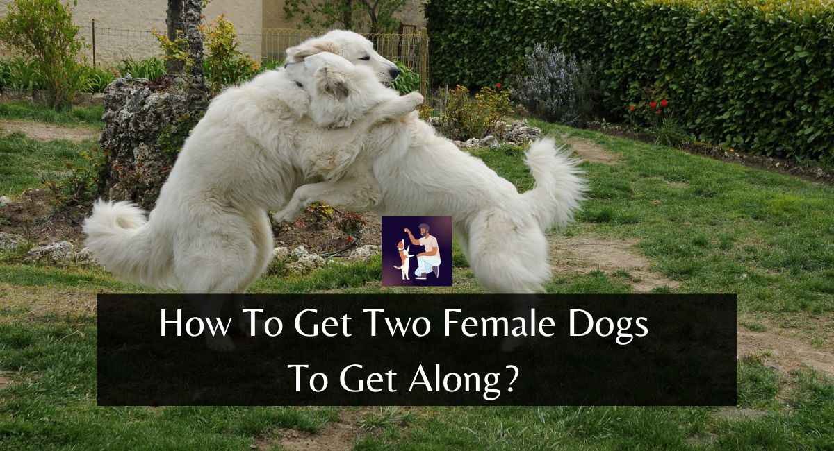 How To Get Two Female Dogs To Get Along?