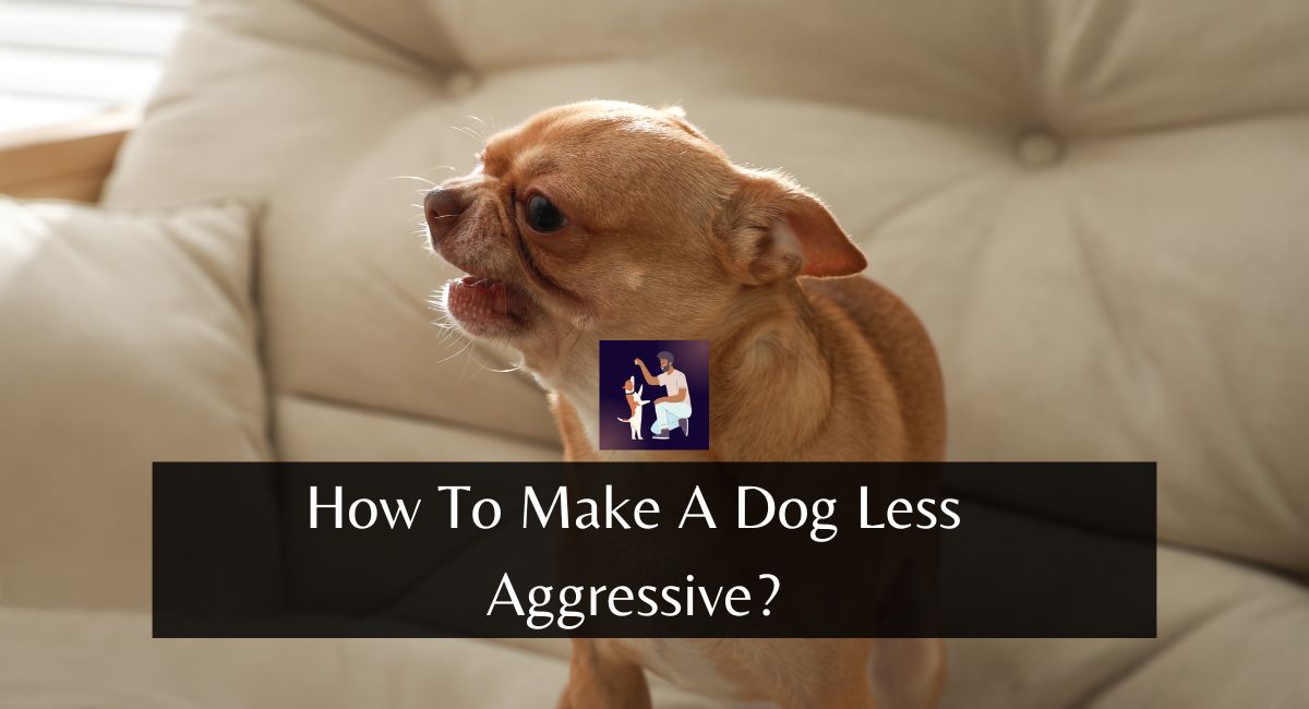 How To Make A Dog Less Aggressive?