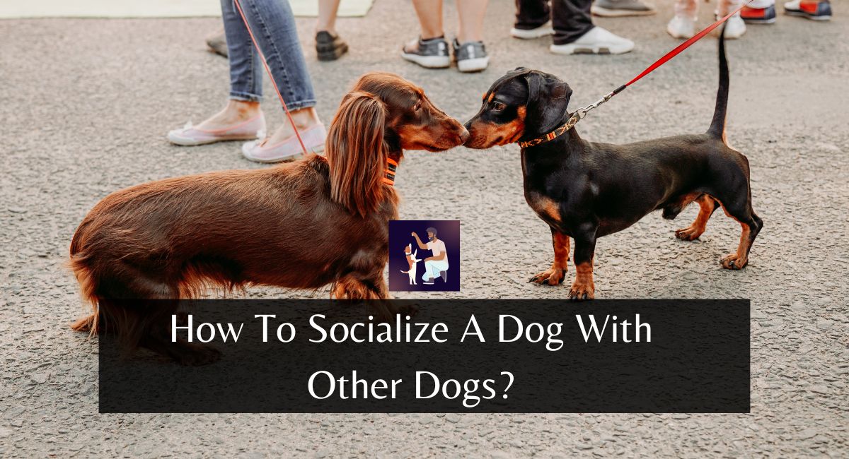 How To Socialize A Dog With Other Dogs?