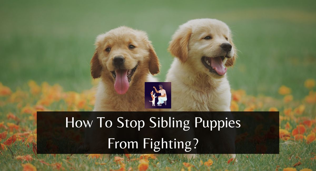 How To Stop Sibling Puppies From Fighting?