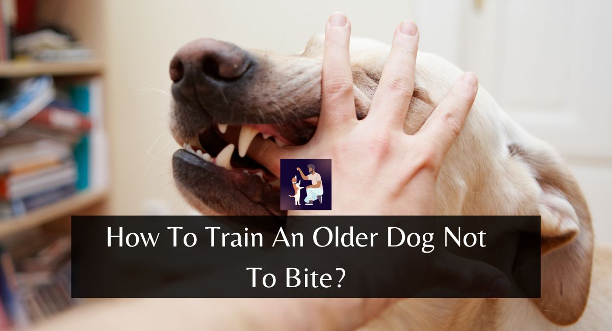 How To Train An Older Dog Not To Bite?