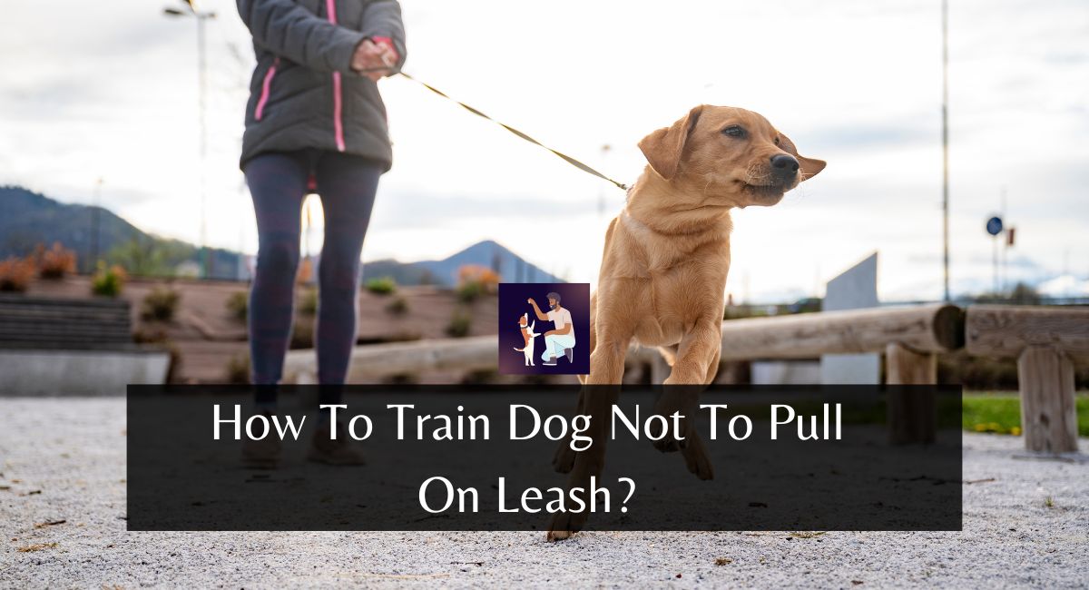 How To Train Dog Not To Pull On Leash?