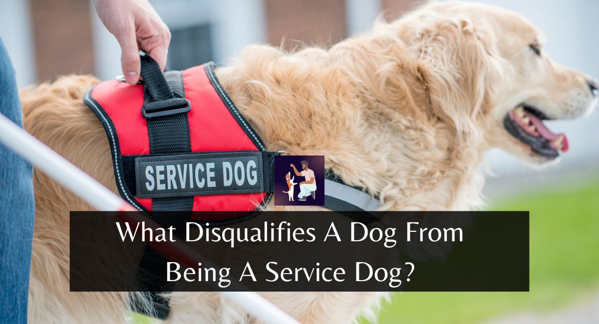What Disqualifies A Dog From Being A Service Dog?