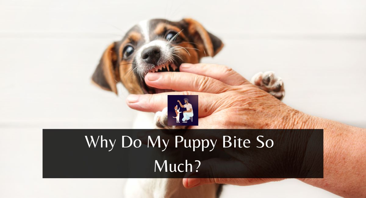 Why Do My Puppy Bite So Much?