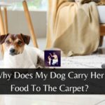 Why Does My Dog Carry Her Food To The Carpet?