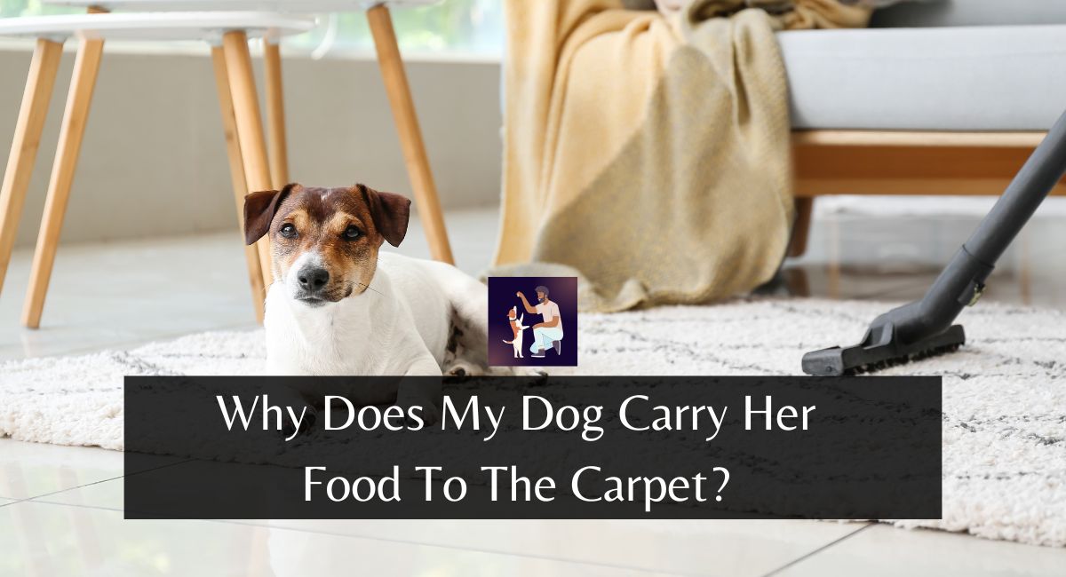Why Does My Dog Carry Her Food To The Carpet?