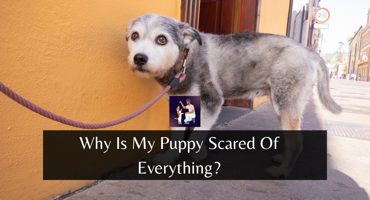 Why Is My Puppy Scared Of Everything?