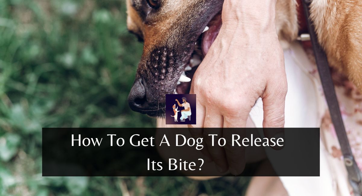 How To Get A Dog To Release Its Bite?