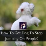 How To Get Dog To Stop Jumping On People?