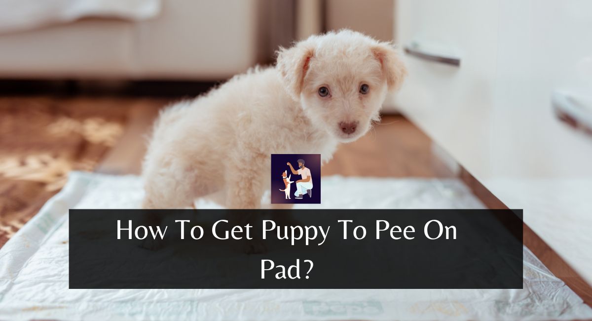 How To Get Puppy To Pee On Pad?