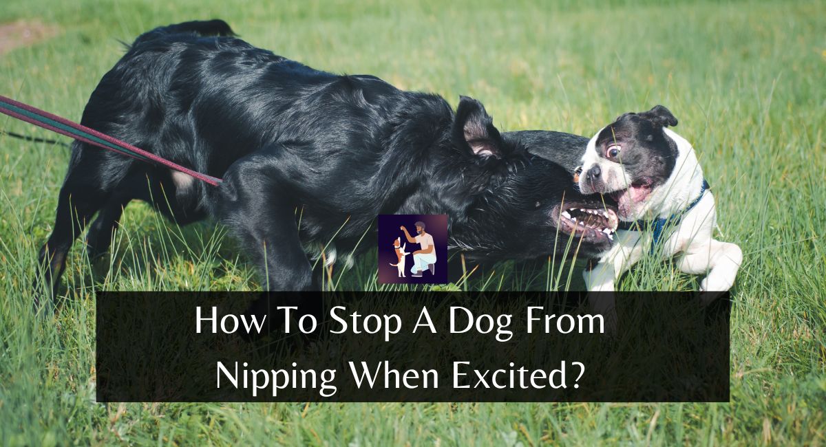 How To Stop A Dog From Nipping When Excited?