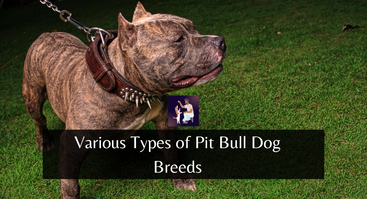 Various Types of Pit Bull Dog Breeds