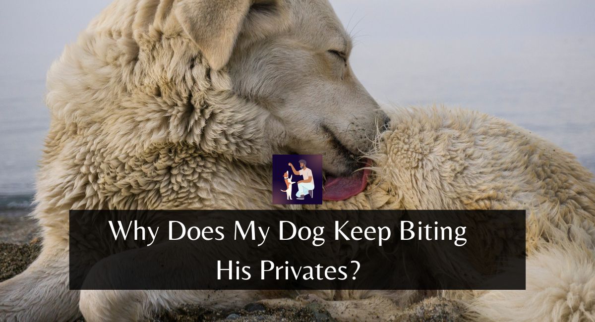 Why Does My Dog Keep Biting His Privates?
