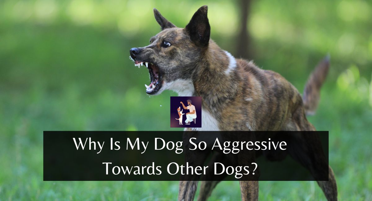 Why Is My Dog So Aggressive Towards Other Dogs?